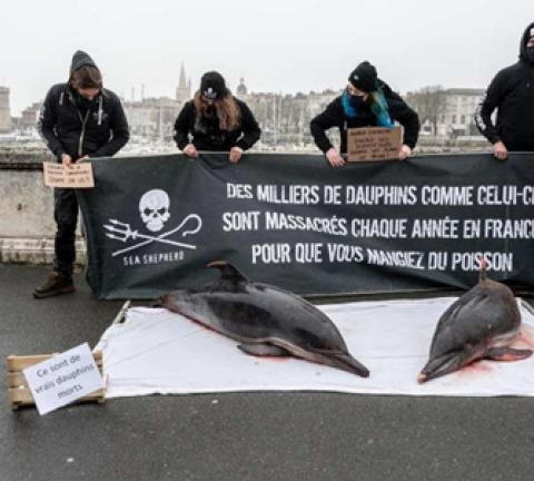 Journée mondiale des dauphins : 4 faits étonnants sur ces cétacés