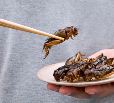 insectes